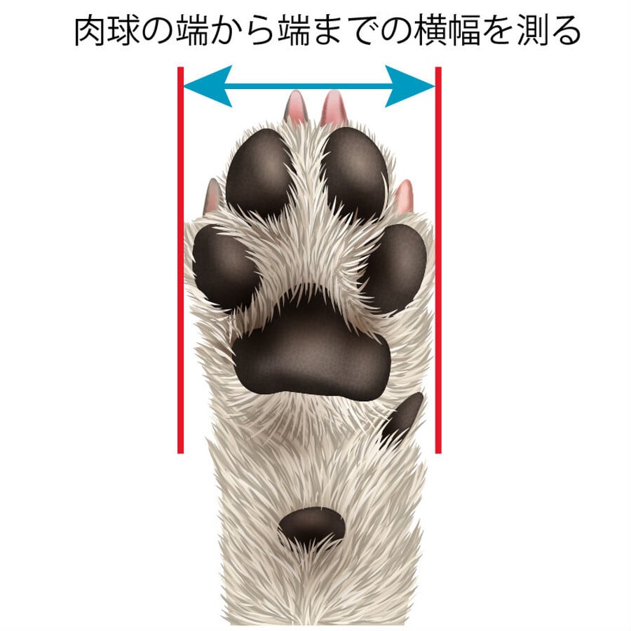DogSoxx210(ベージュ)