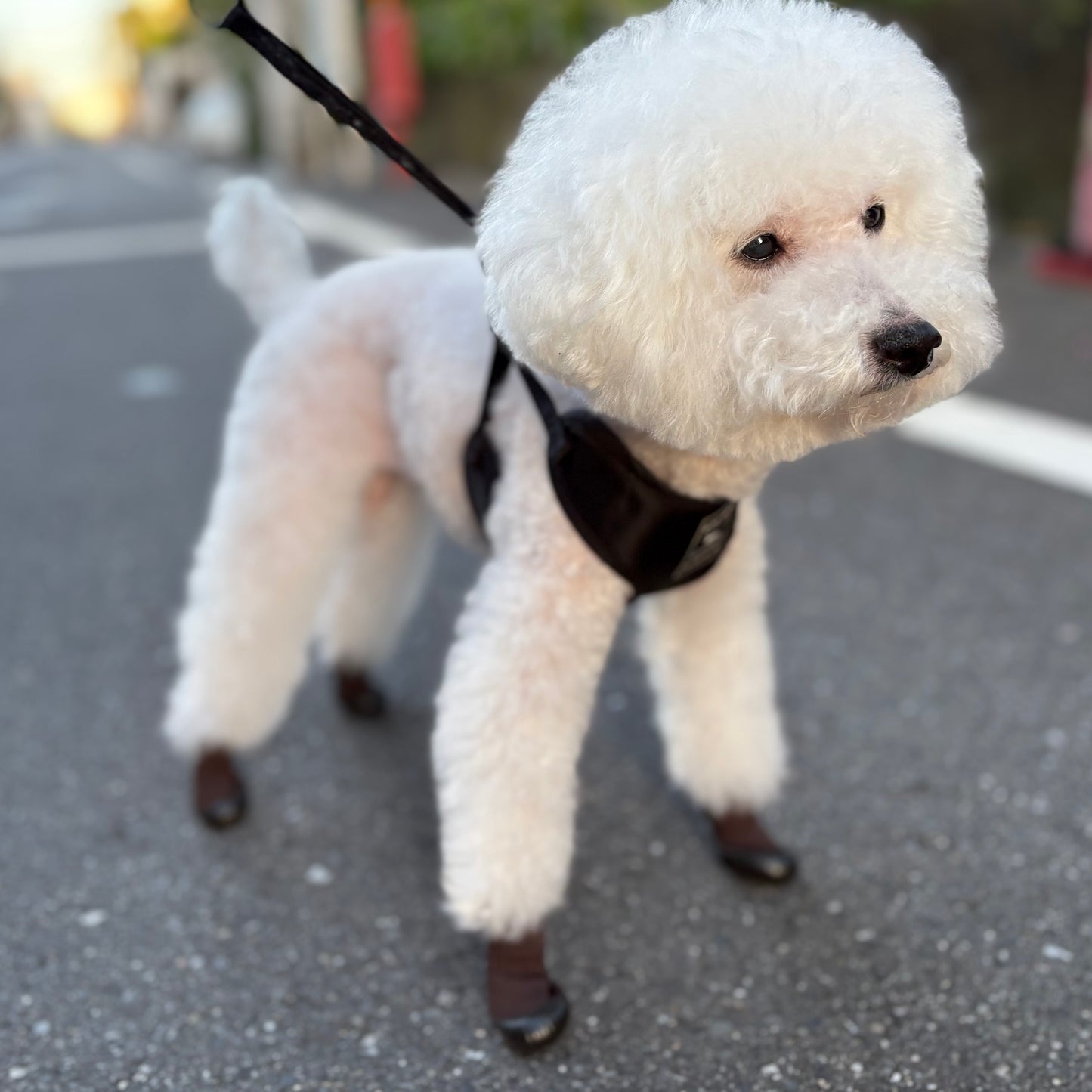 DogSoxx210(ブラウン)