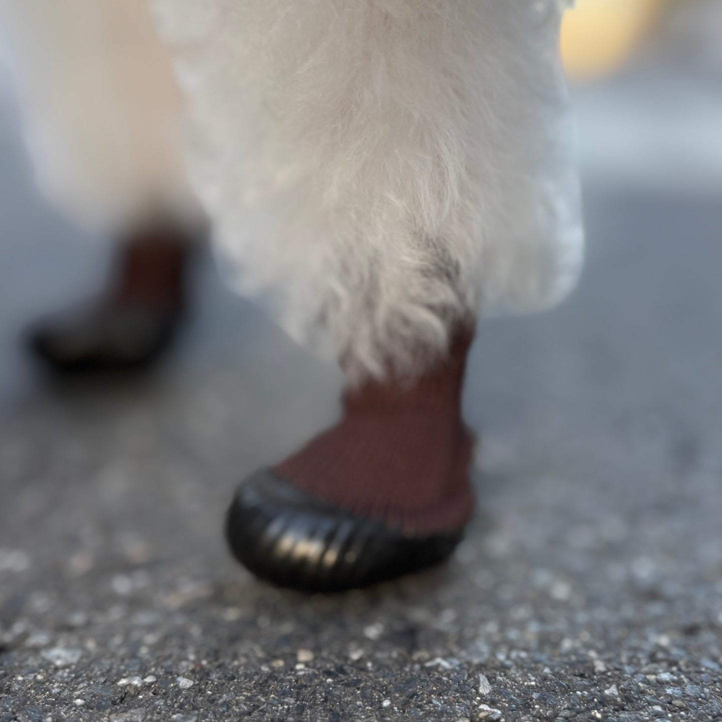DogSoxx210(ブラウン)
