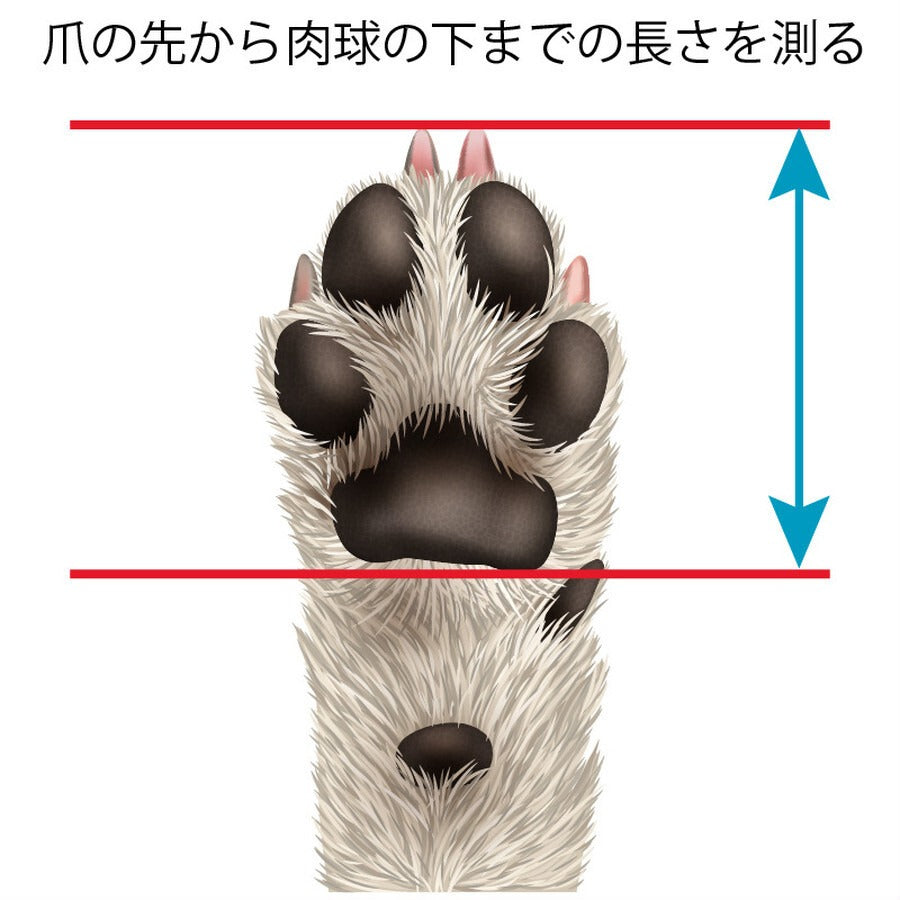 DogSoxx210(レッド)