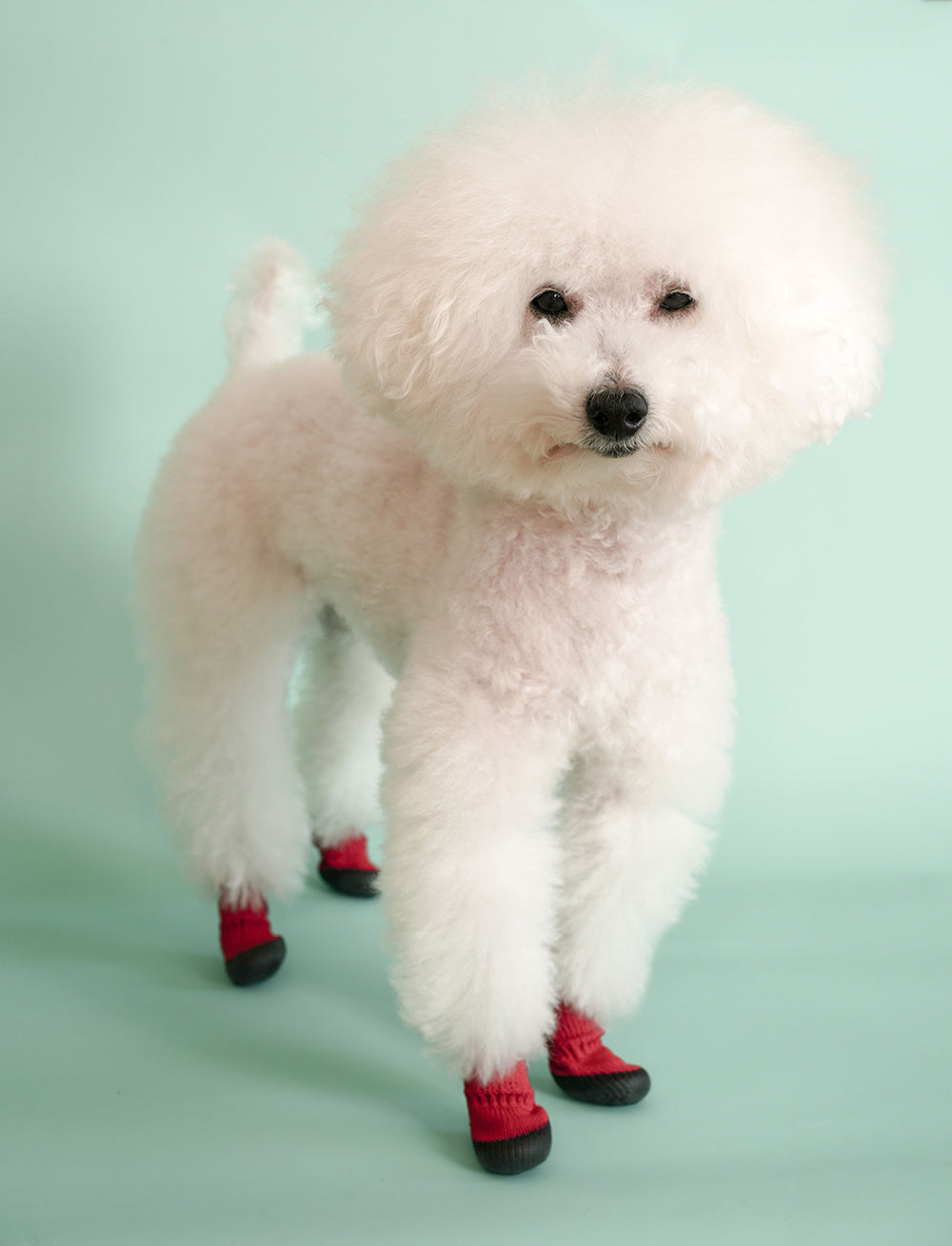 DogSoxx210(レッド)